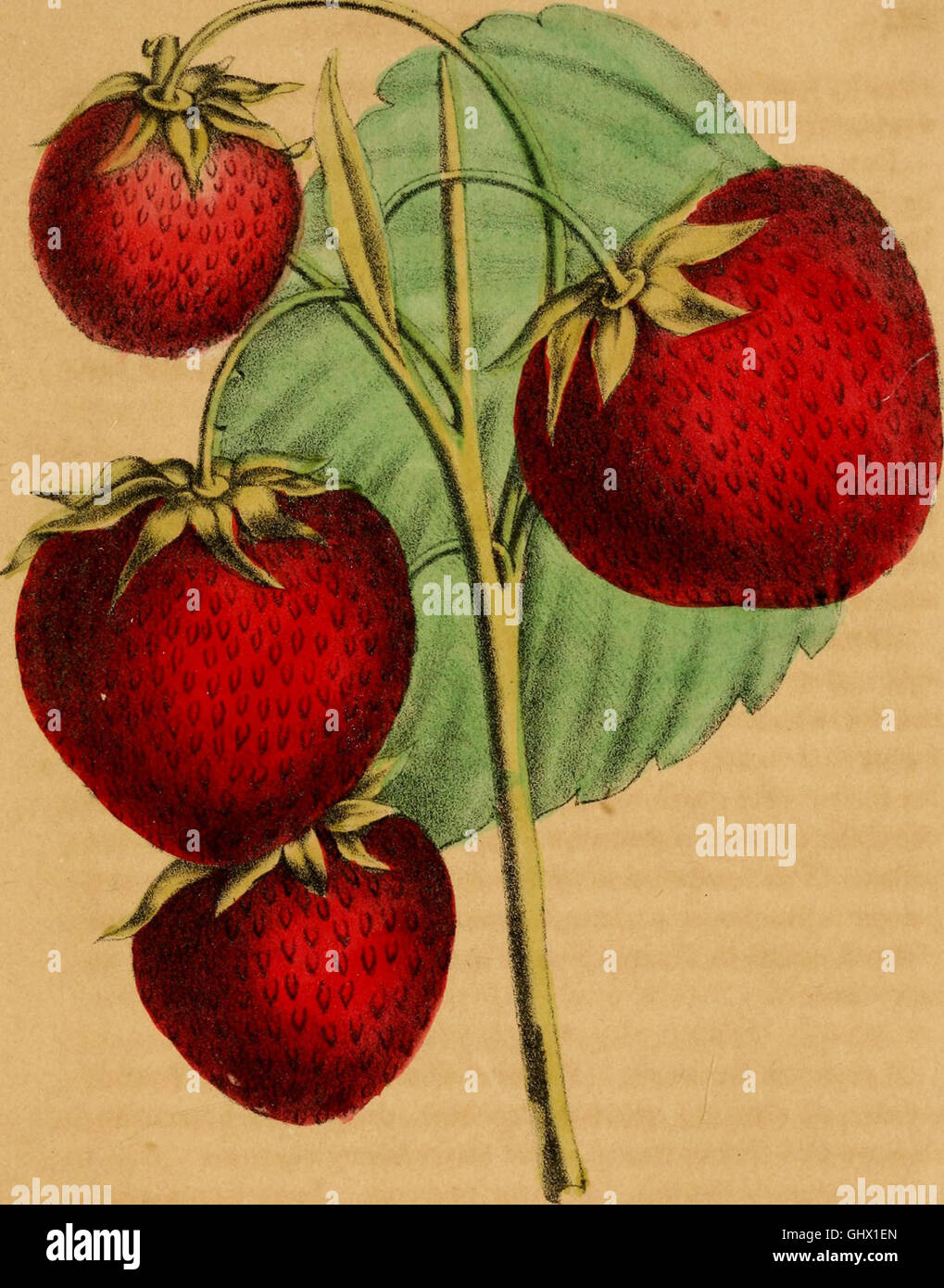 Hooper's Western fruit book a compendious collection of facts, from