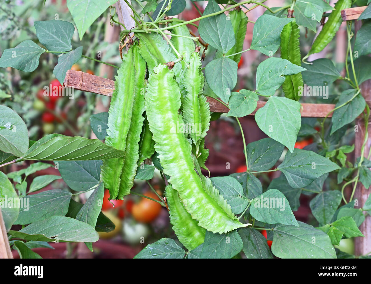 Fresh winged beans in vegetable garden in India. Also called Goa bean, four angled bean and Psophocarpus Tetragonolobus. Stock Photo