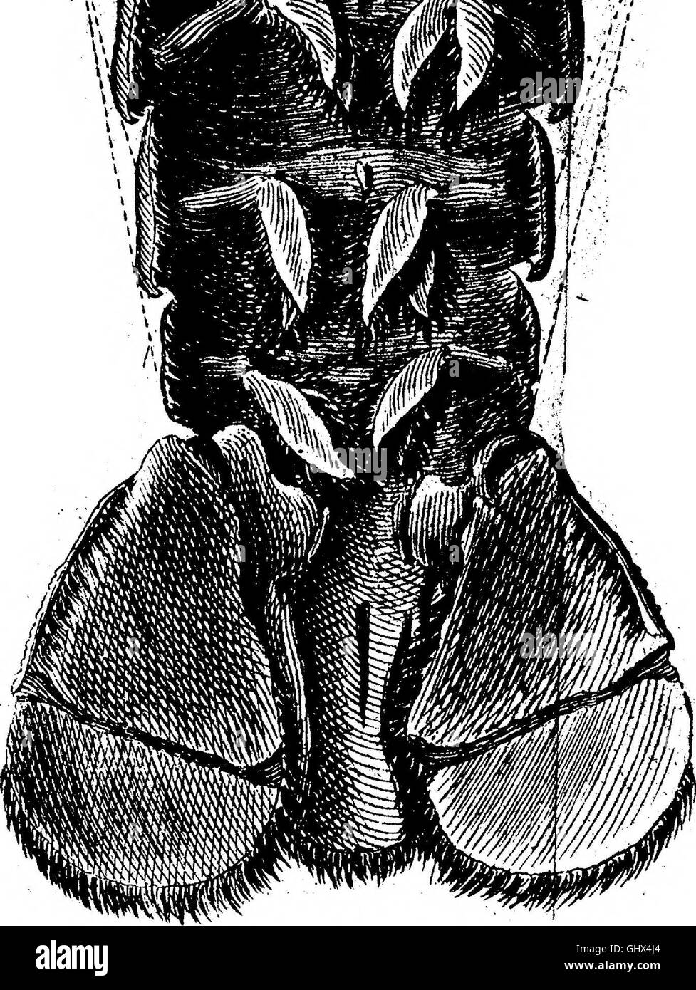 Hermaphrodite Black and White Stock Photos & Images Alamy