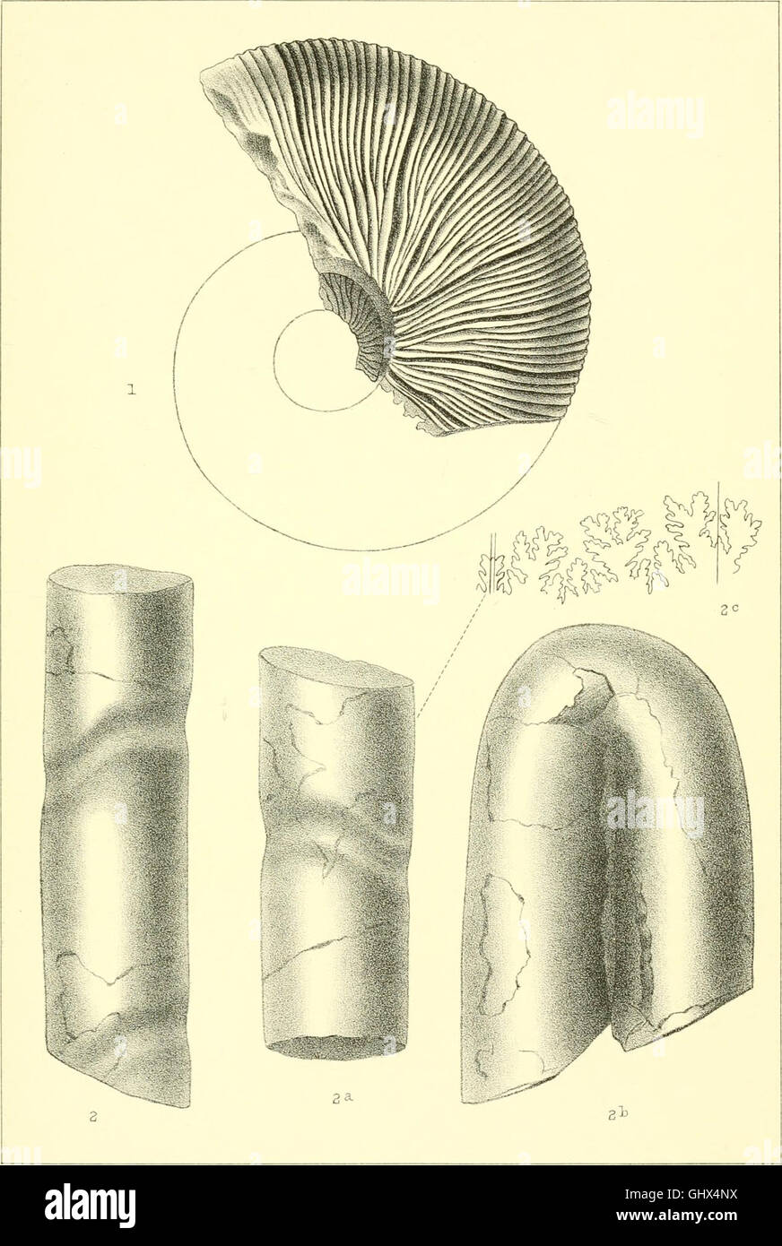 Mesozoic fossils (1876 Stock Photo Alamy