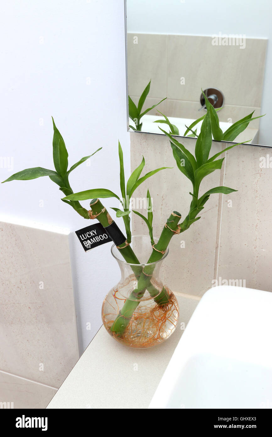 Lucky bamboo or known as Dracaena braunii, Dracaena sanderiana growing in water with roots Stock Photo