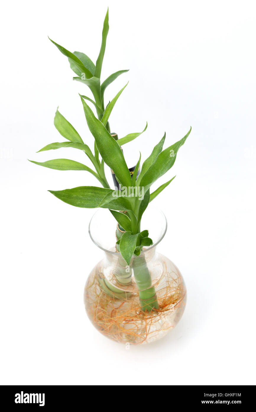 Lucky bamboo or known as Dracaena braunii, Dracaena sanderiana growing in water with roots Stock Photo