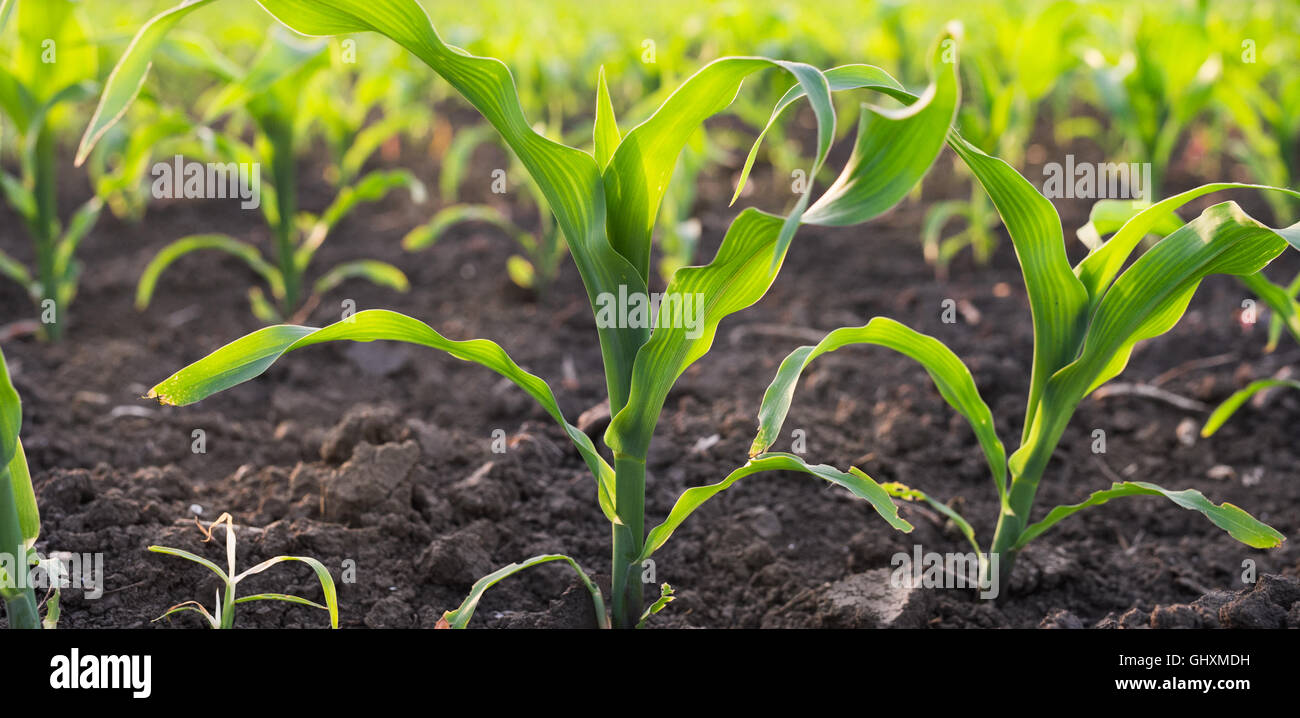 Sunrise corn field hi-res stock photography and images - Alamy