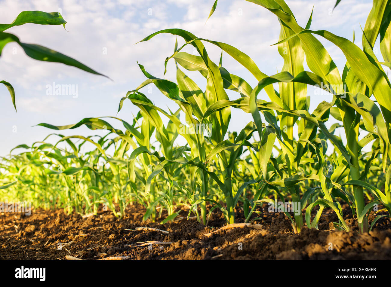 sunrise over the corn field Stock Photo