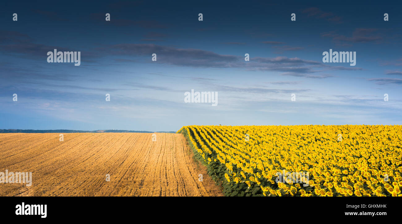 field of blooming sunflowers on a background of blue sky Stock Photo ...