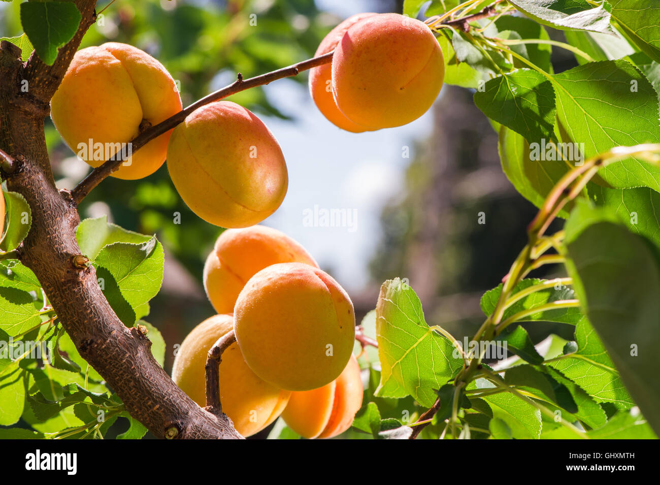 томат абрикос (abrikos, литва). абрикос 4 раза. абрикос премиум класса. абрикос дичка. абрикос 4 раза.
