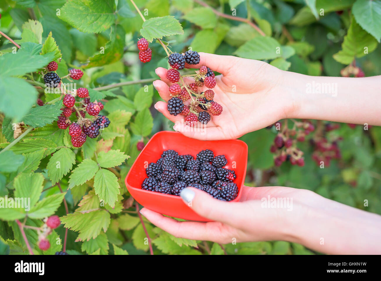Female hand harvested blackberry into a bowl. Stock Photo