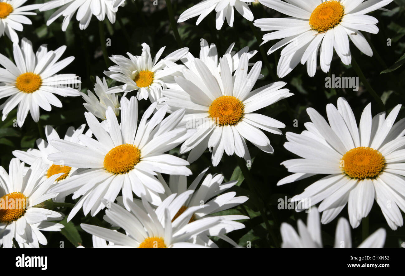 beautiful daisies with very white petals Stock Photo Alamy