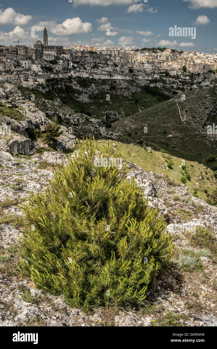Creeping pine or dwarf mountainpine Pinus mugo, Pinaceae, Matera, Basilicata, Italy Stock Photo