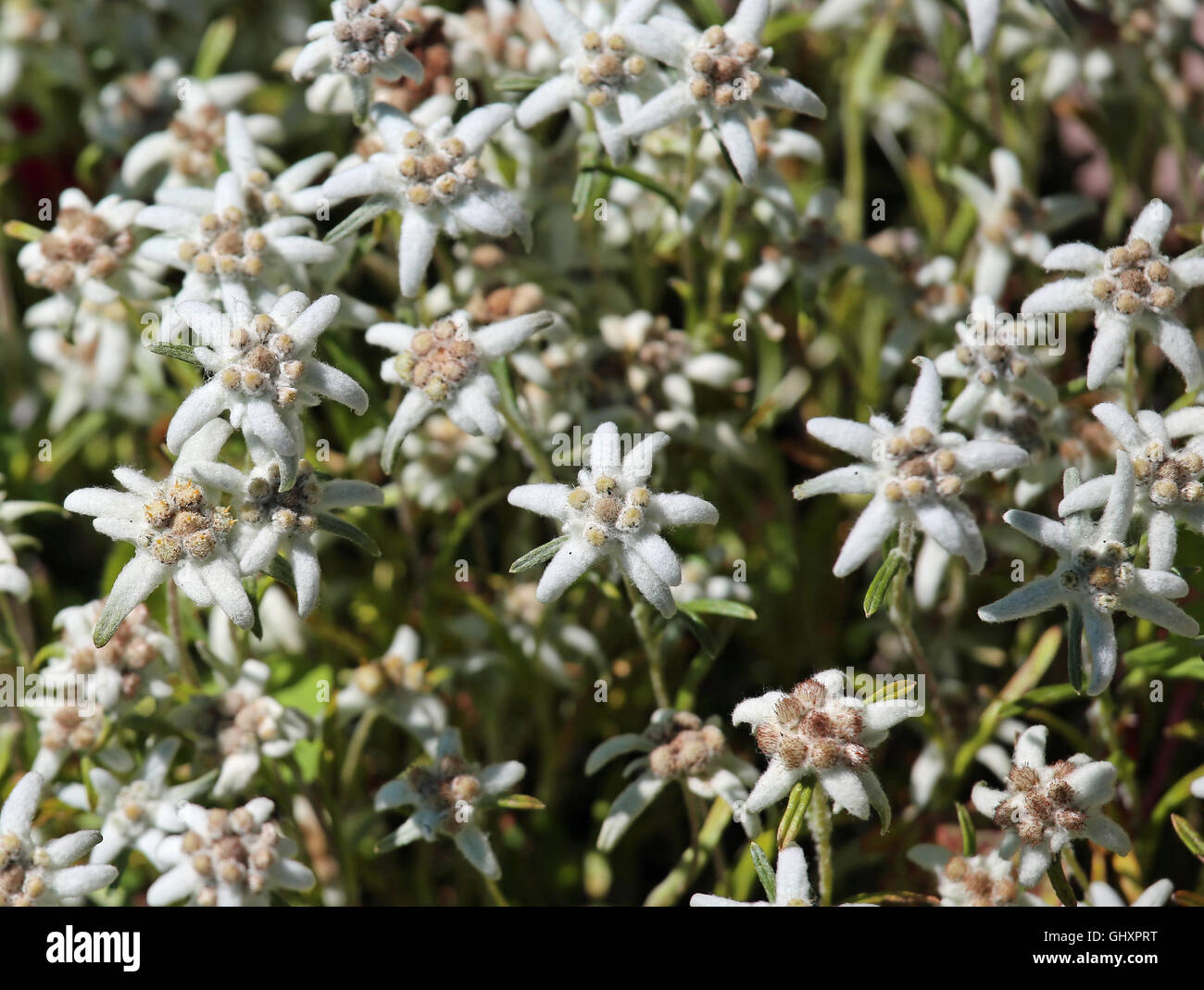 many edelweiss flowers on the meadow in the Dolomites Stock Photo