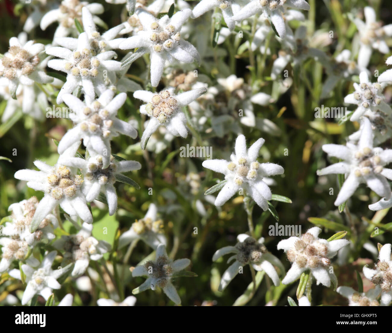 many edelweiss flowers in the Dolomites in summer Stock Photo