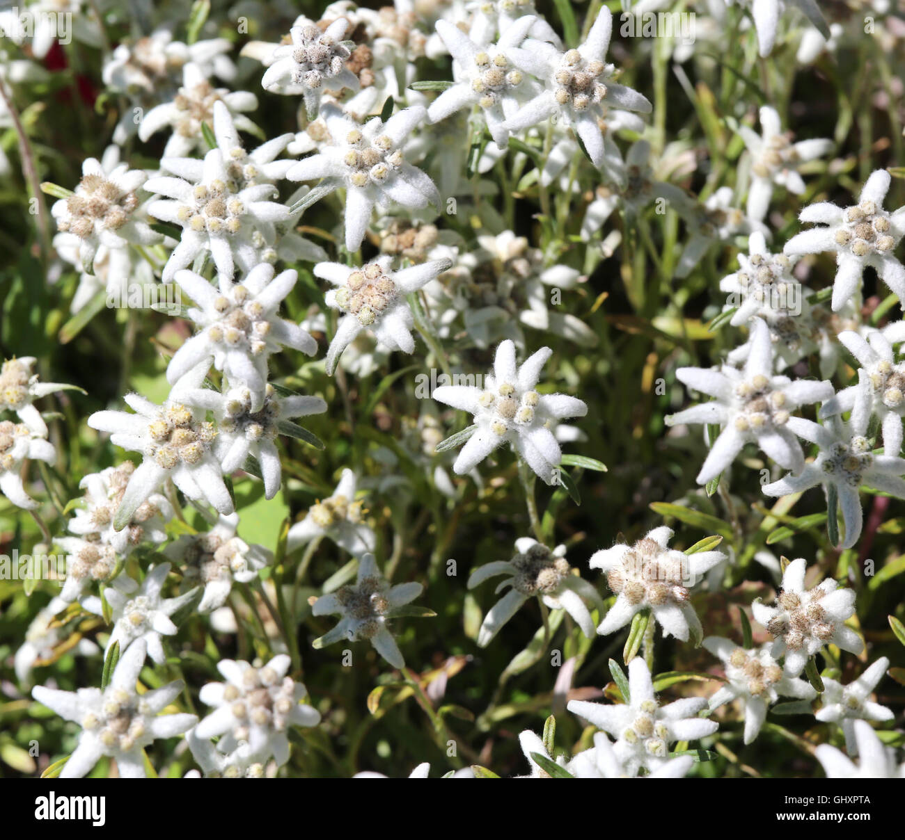 background of edelweiss flowers on the meadow in the Alps Stock Photo