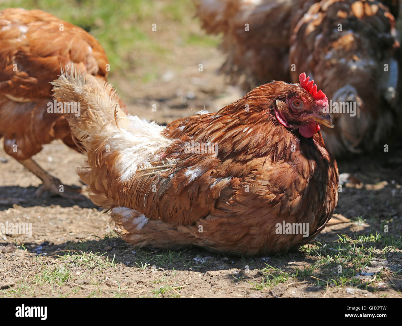 big hen with brown plumage and hatching eggs in the henhouse Stock Photo