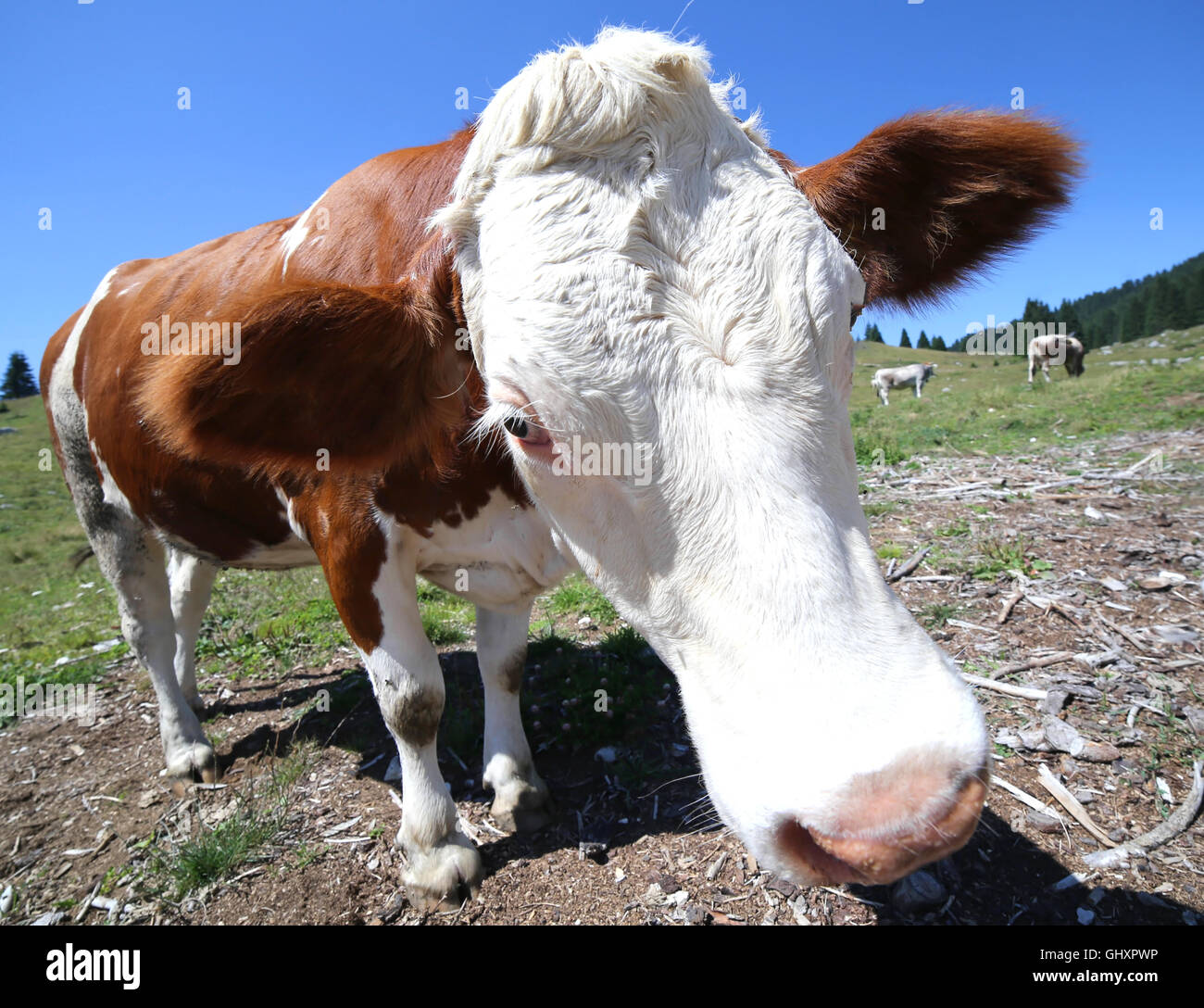 nose cow grazing in the mountains photographed by fisheye lens Stock ...