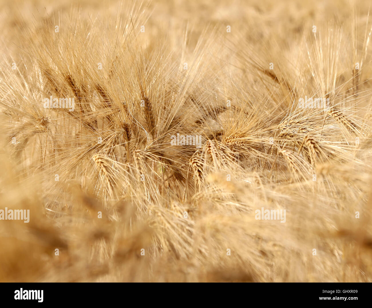 background of yellow ripe wheat ears Stock Photo
