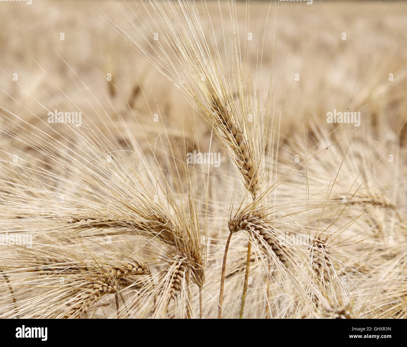 many yellow ripe wheat ears in the field Stock Photo