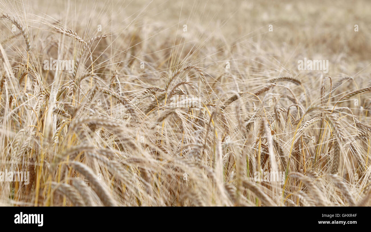 large yellow ripe wheat ears in the large field Stock Photo