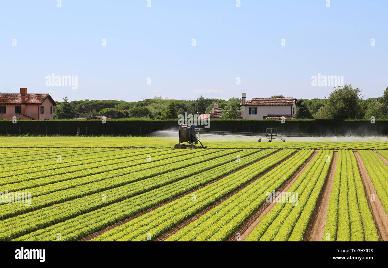 automatic irrigation system of a field of green lettuce in summer Stock Photo