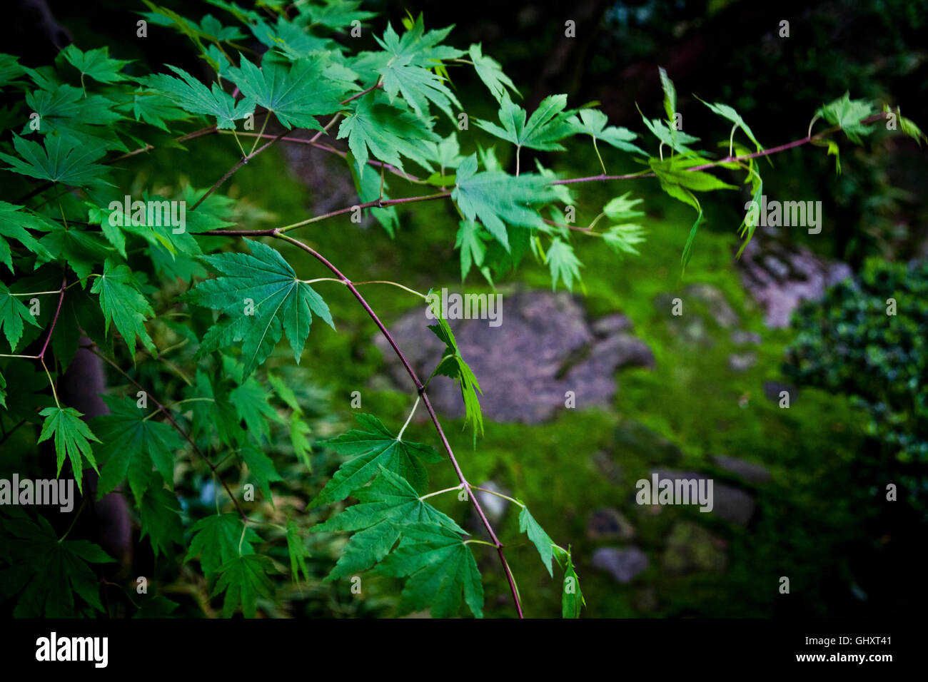 Samurai japan close up hi-res stock photography and images - Alamy