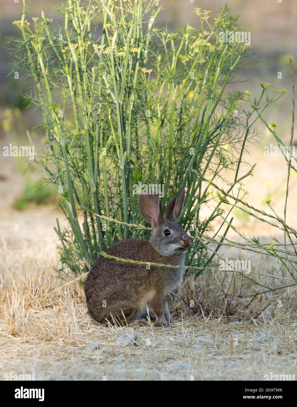 Desert Cottontail Rabbit eating fennel Stock Photo Alamy