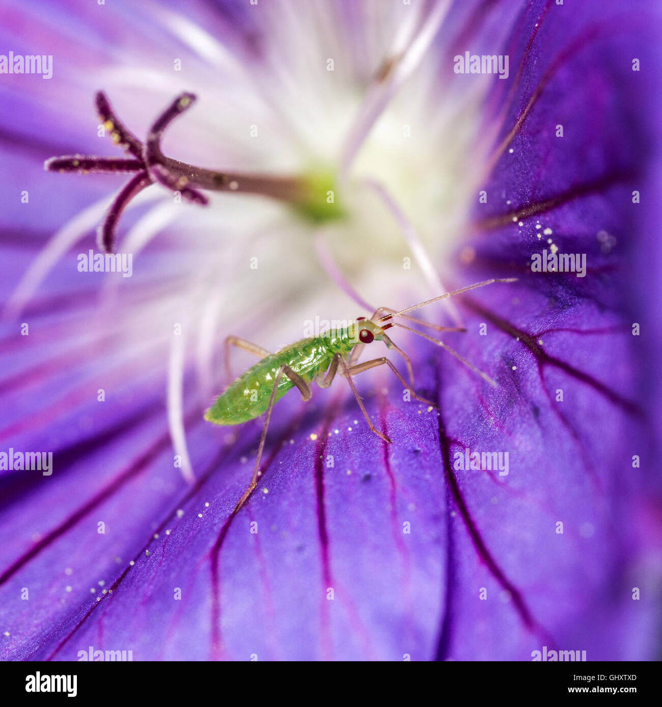 Dicyphus species mirid bug on geranium flower Stock Photo