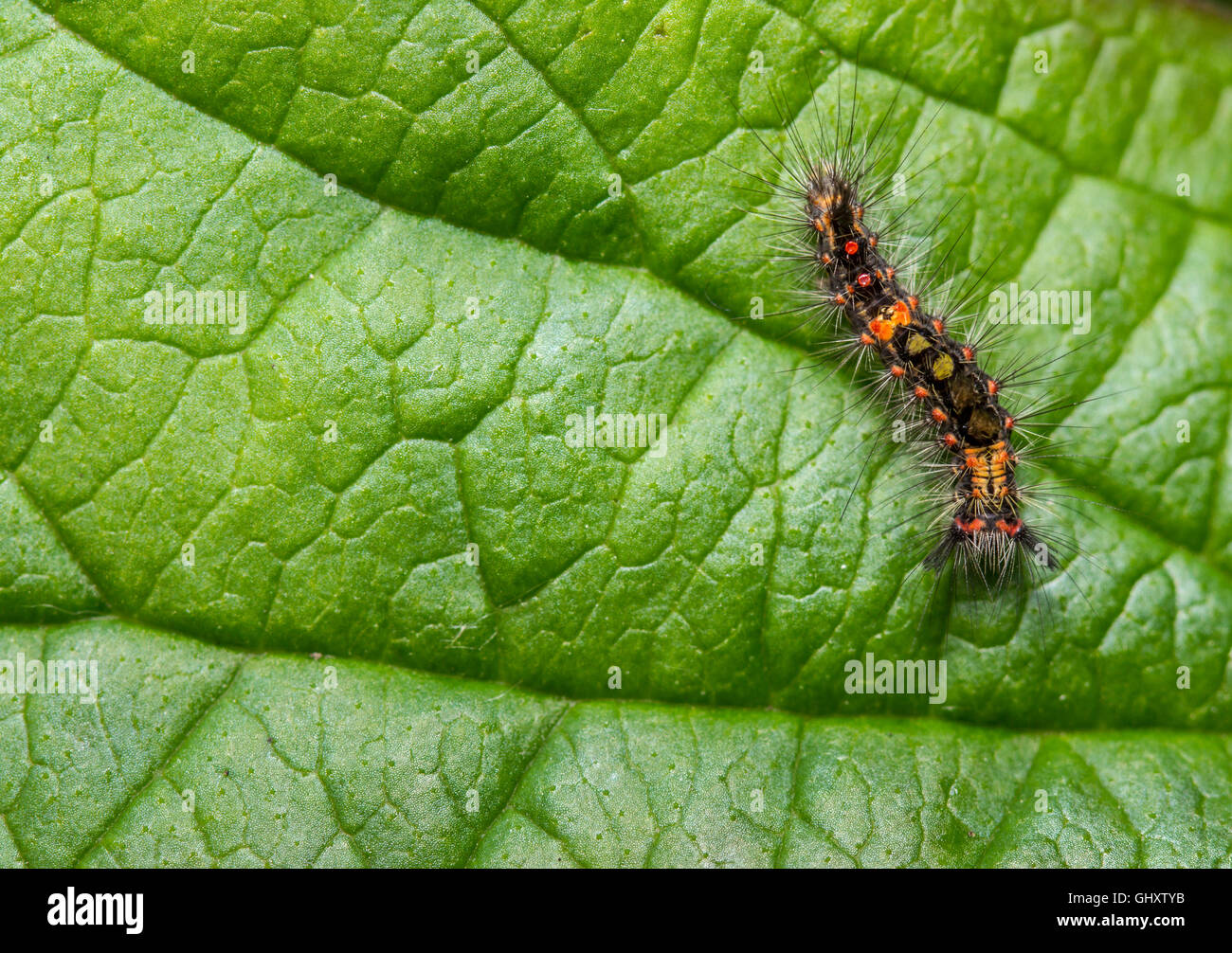 A top-down view of a Vapourer moth caterpillar eating a leaf Stock Photo