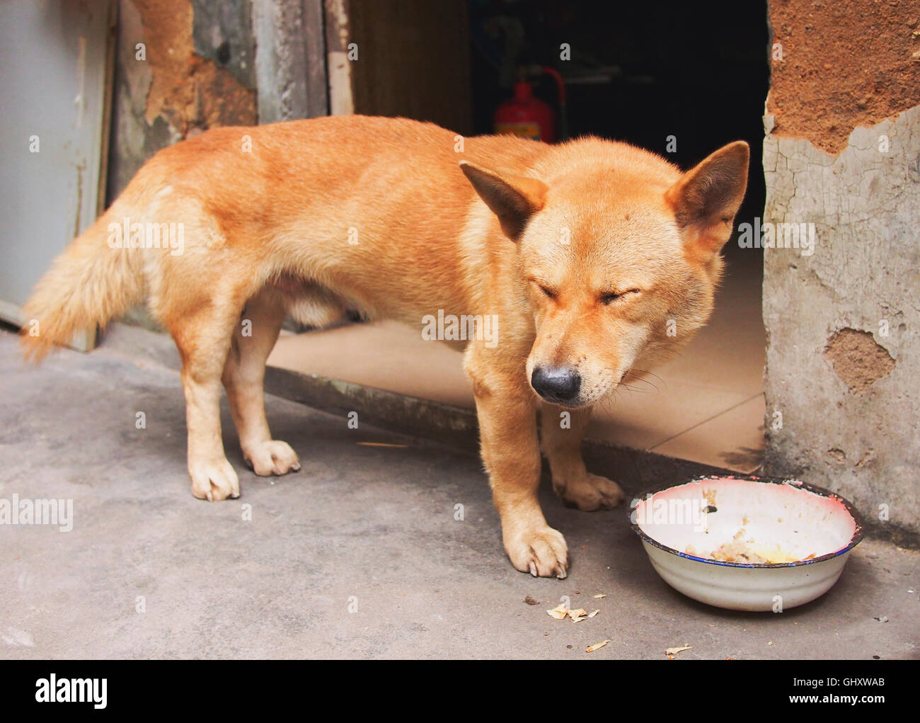 house dog with squinting eyes Stock Photo: 114302003 - Alamy