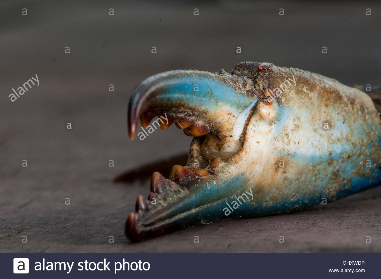 Funny Crab Stock Photos & Funny Crab Stock Images - Alamy