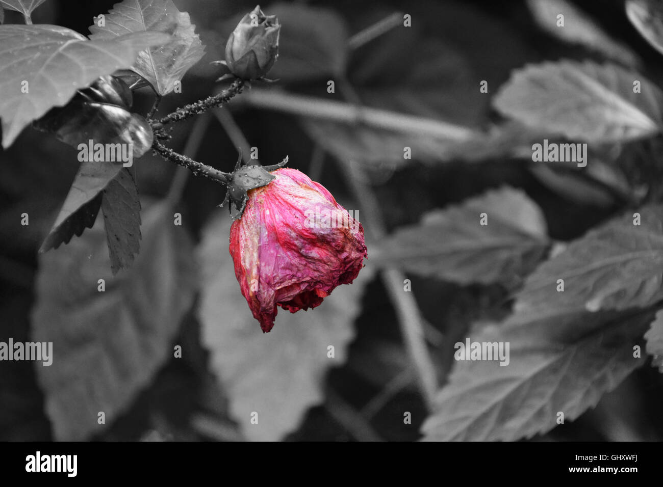 Wilting Red Rose on Black and White Background Stock Photo