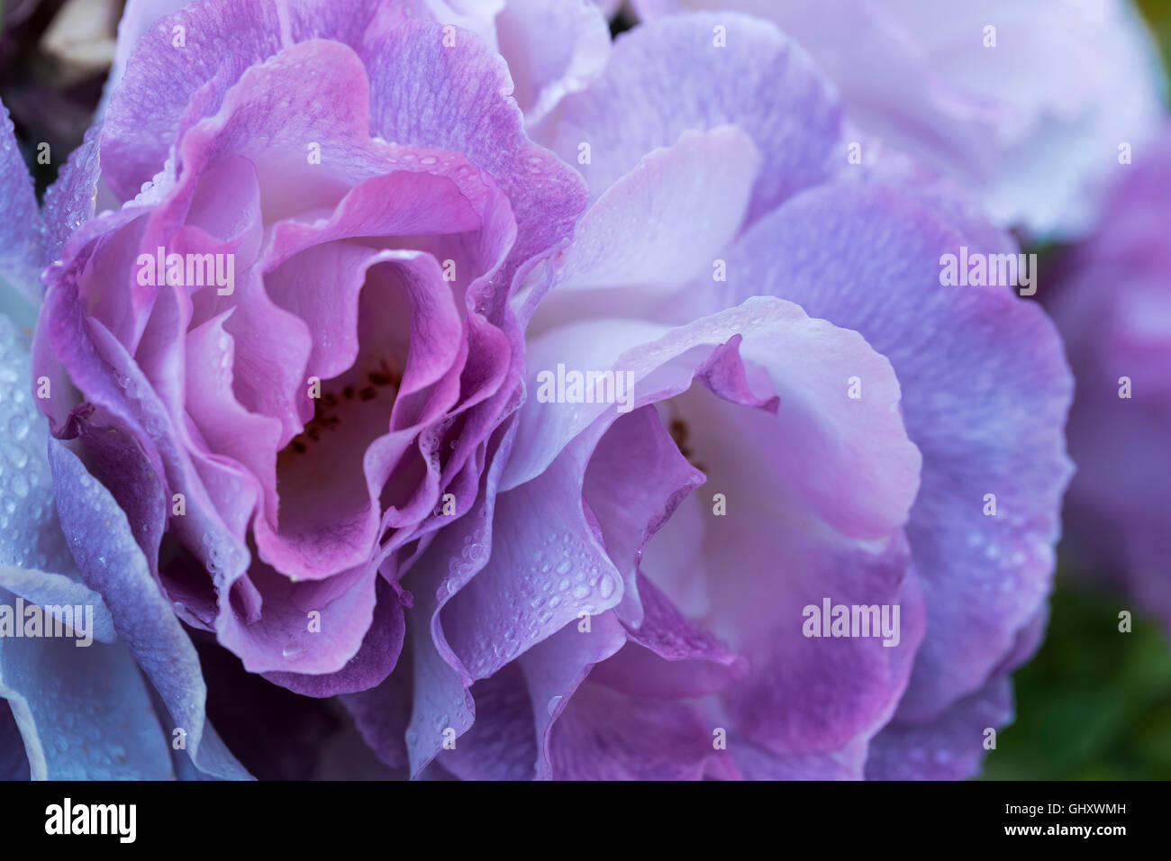 Floribunda Bush Rose Blue For You In Full Flower In An Herbaceous Stock Photo Alamy