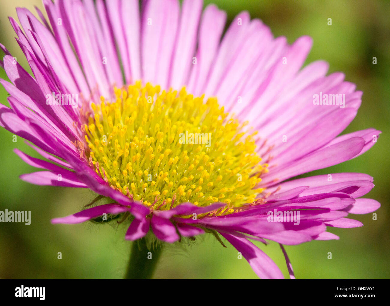 Purple And Yellow Flower Stock Photo Alamy