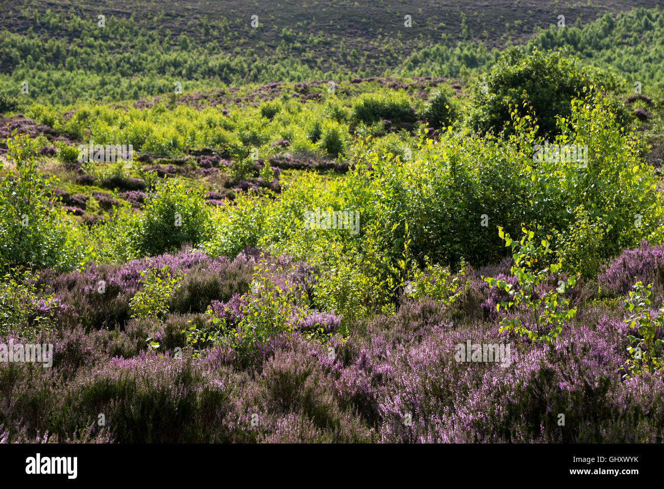 Stalybridge country park england hires stock photography and images