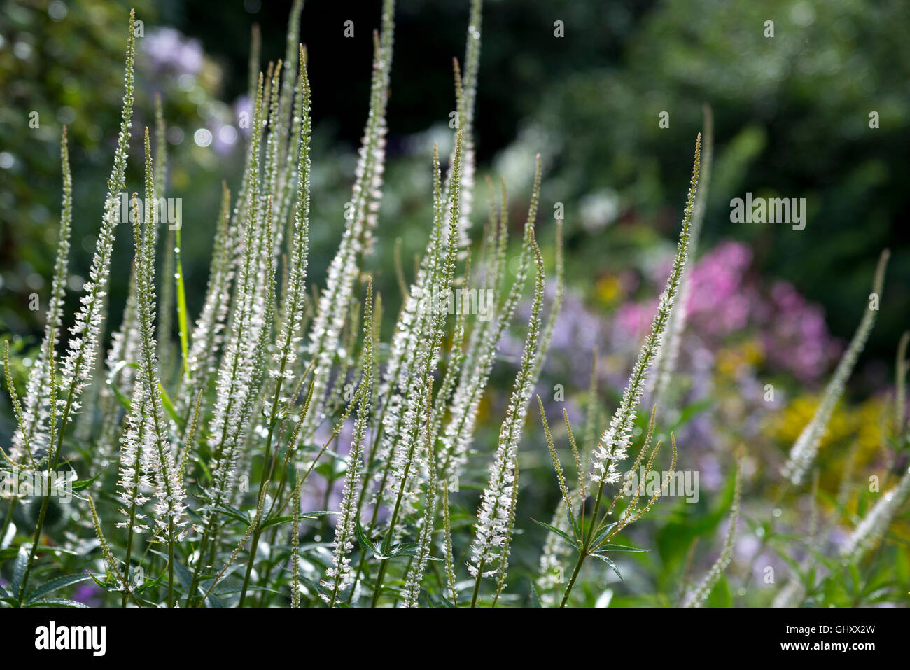 Veronicastrum virginicum album with elegant, sender spikes of white flowers in mid summer. Stock Photo