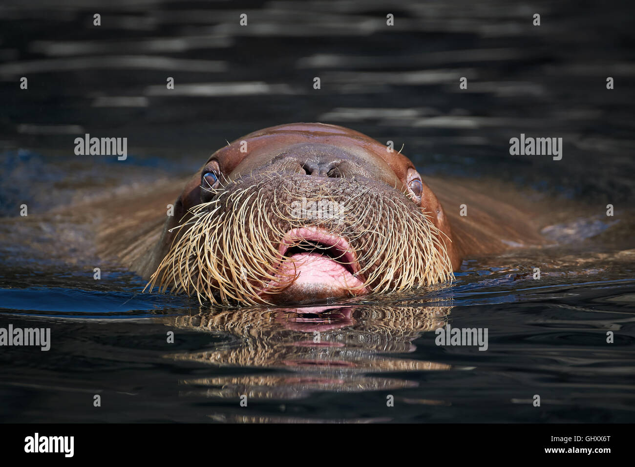 Pacific Walrus seen from the front swimming with its head over the water Stock Photo