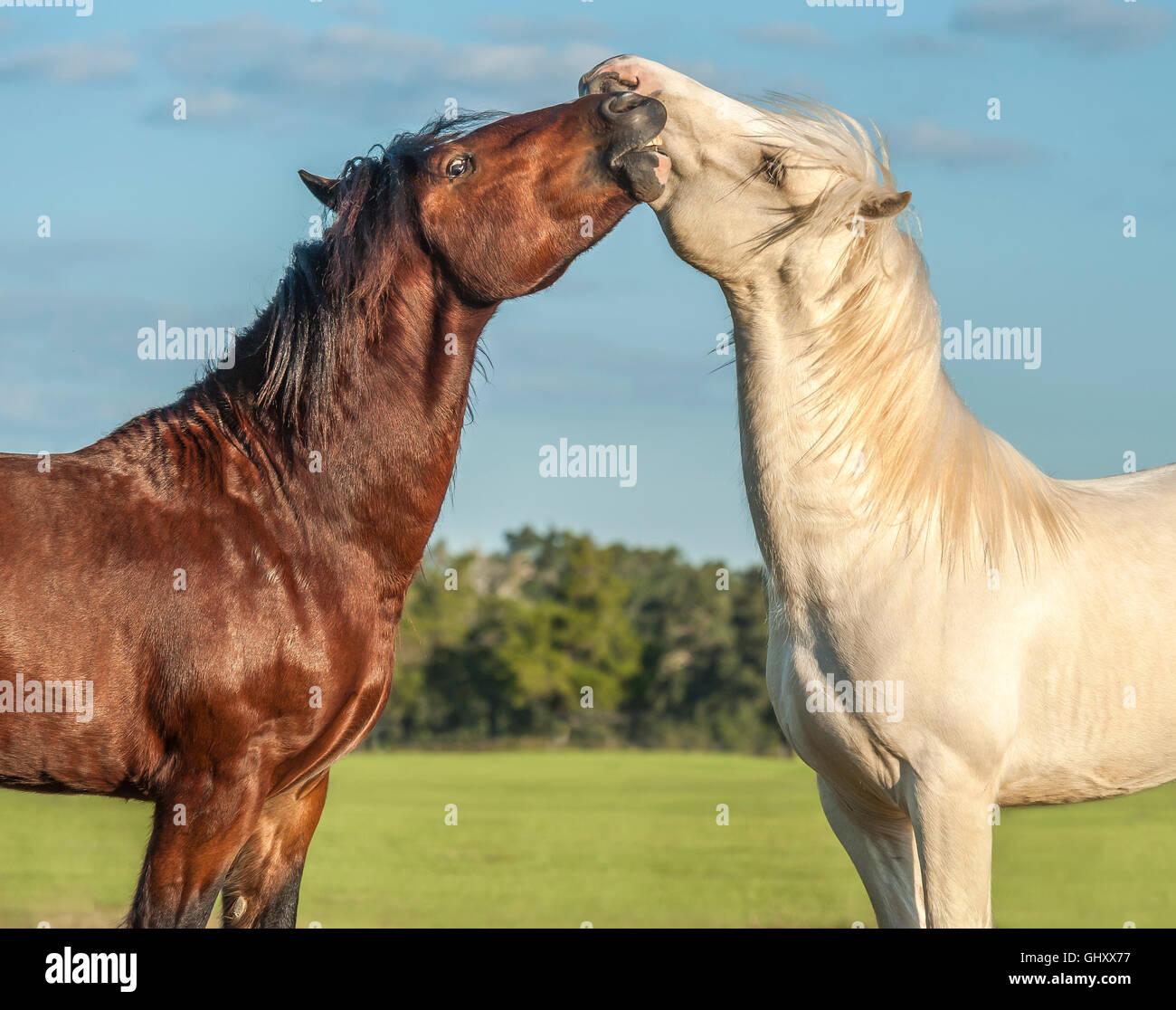 Gypsy Vanner Horse colts play Stock Photo