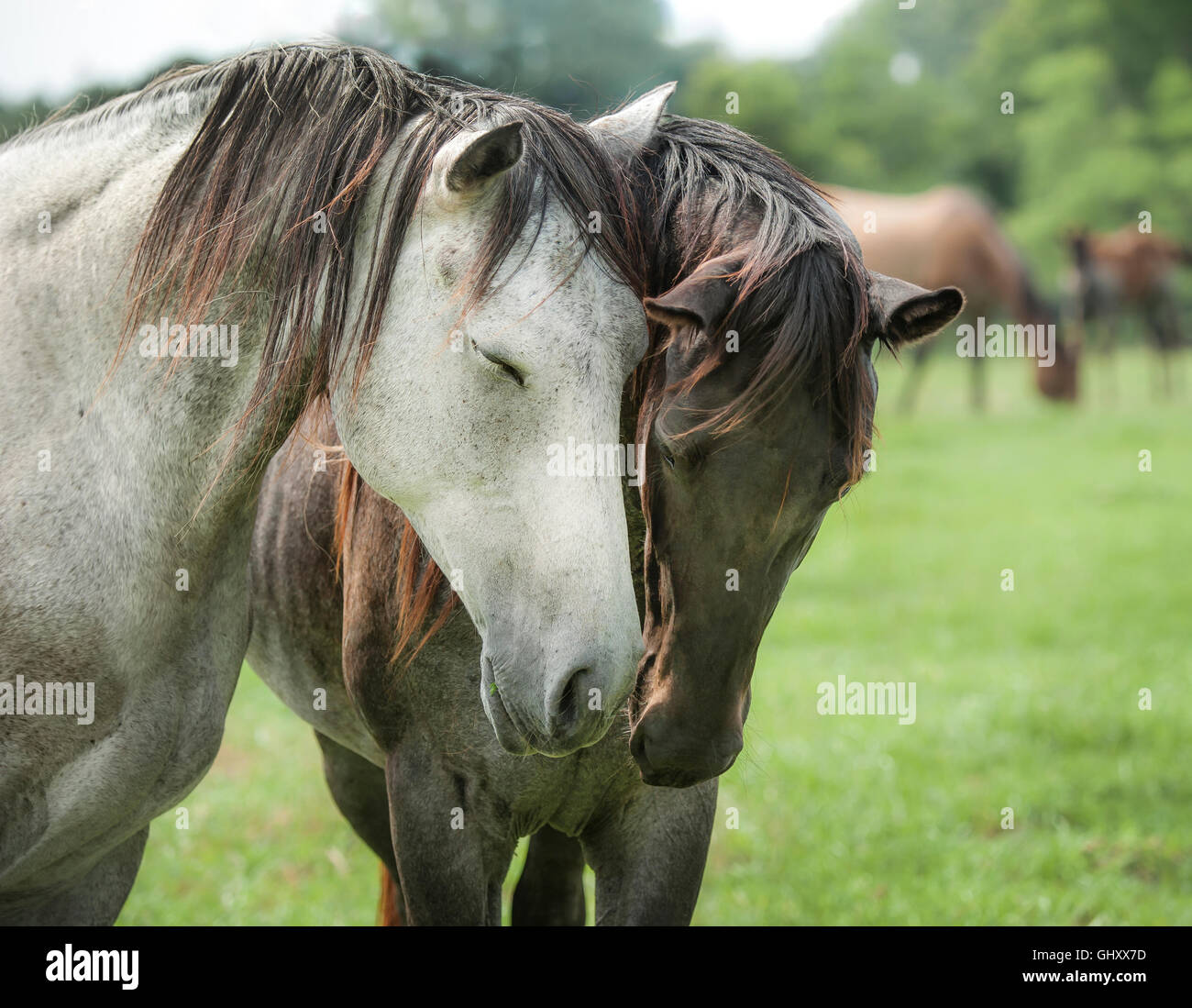 Quarter Horse mares greet with affection Stock Photo