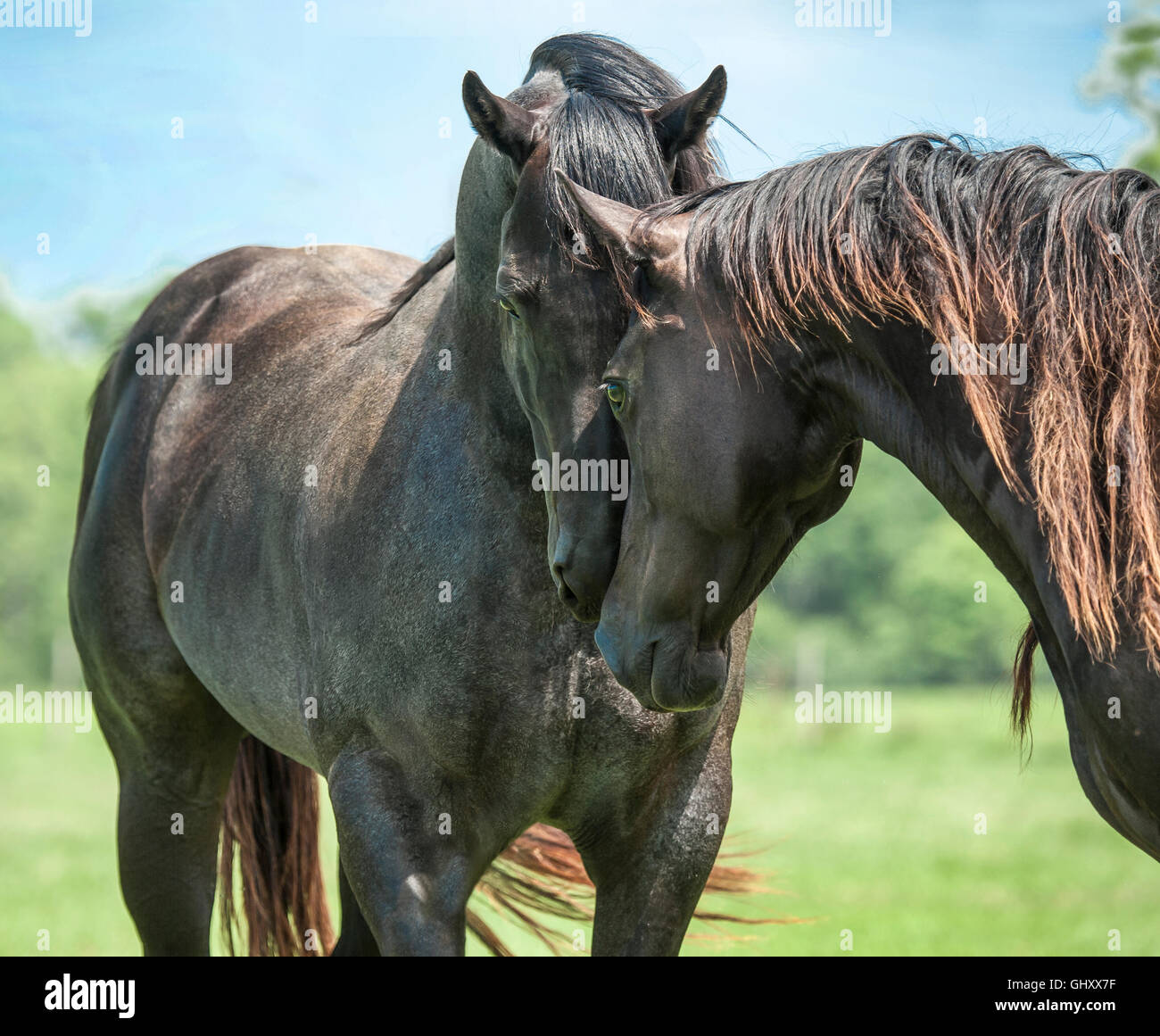 Quarter Horse stallion and mare touch Stock Photo