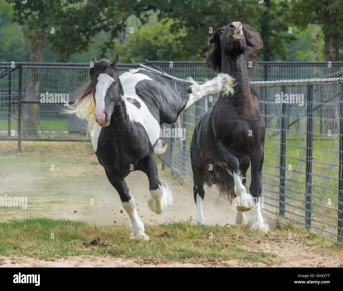 4 year old Gypsy Vanner Horse stallions roughouse and play Stock Photo