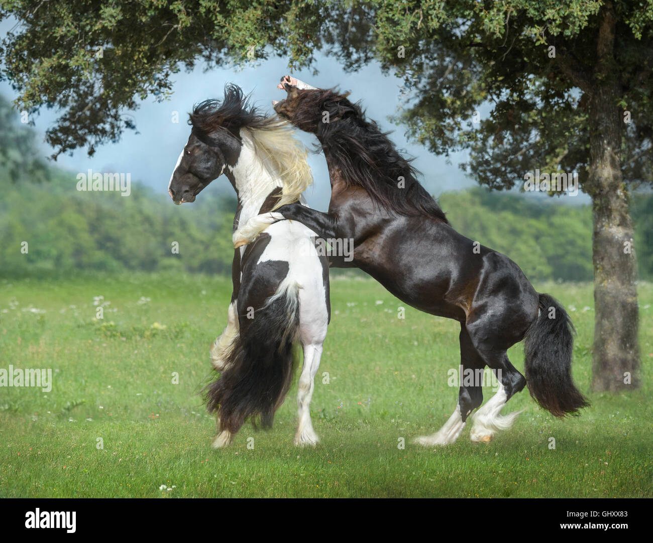 4 year old Gypsy Vanner Horse stallions roughouse and play Stock Photo