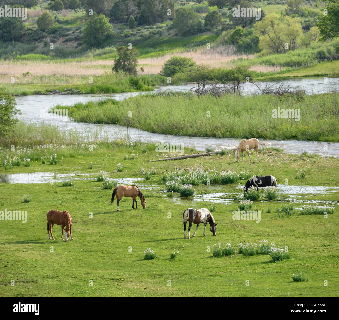 Quarter Horses graze near flowing stream, Durango, CO Stock Photo