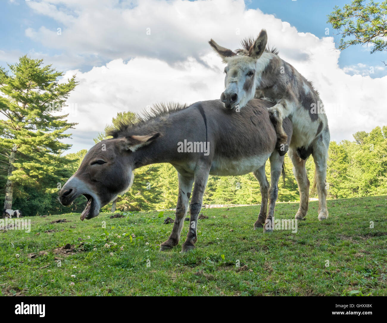 Spotted Miniature Donkey play mounting pasture behavior Stock Photo