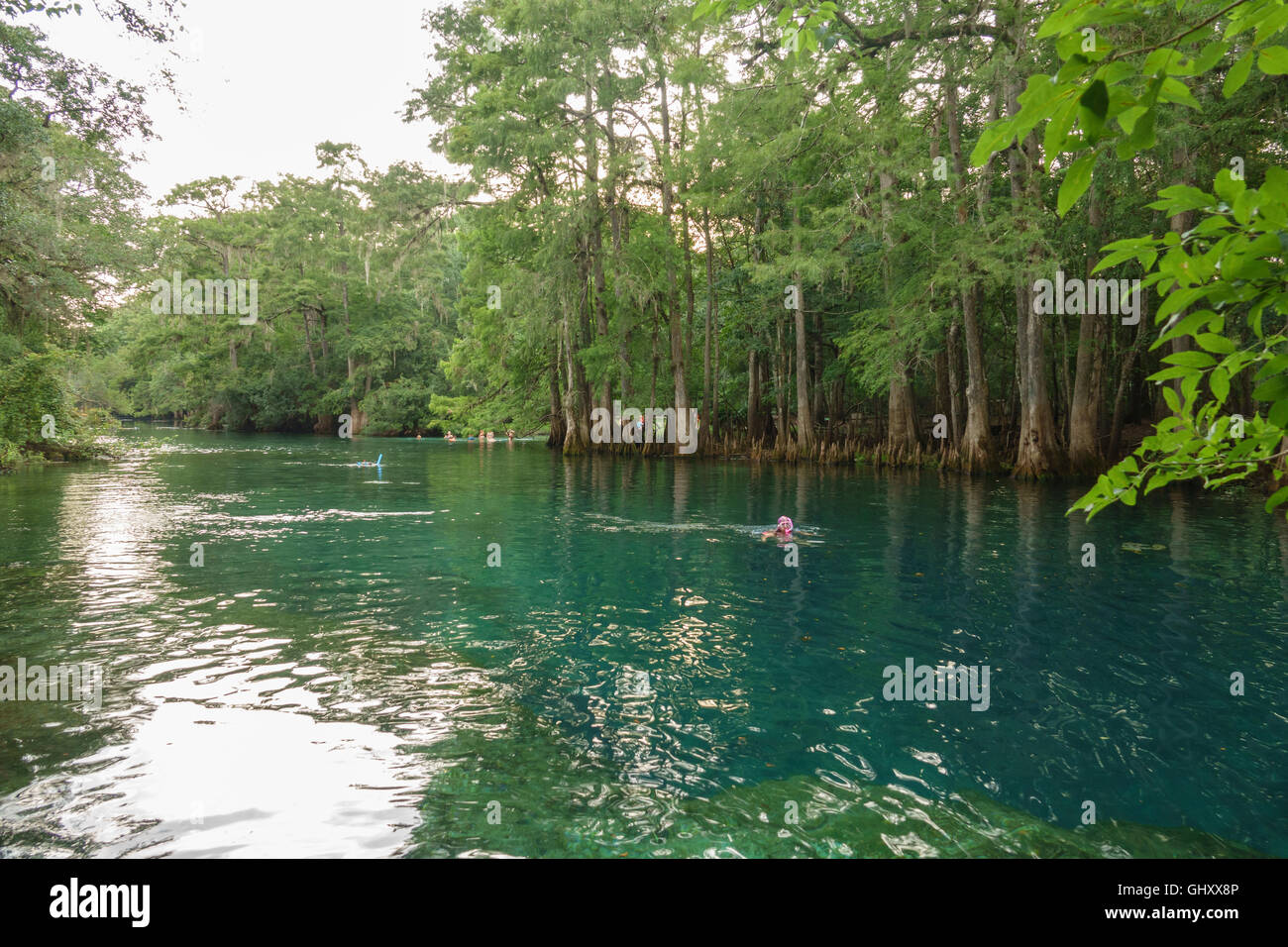 Fresh water spring and cypress trees  at Manatee Springs State Park, Chiefland, Florida Stock Photo