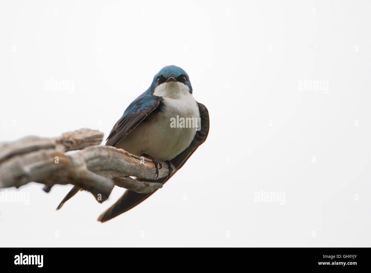 Tree swallow (Tachycineta bicolor) perched, Bombay Hook NWR, Delaware, USA Stock Photo