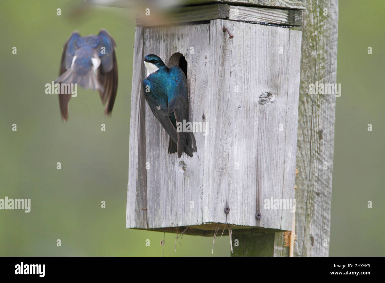 Tree swallow (Tachycineta bicolor) at nest box, Bombay Hook NWR, Delaware, USA Stock Photo