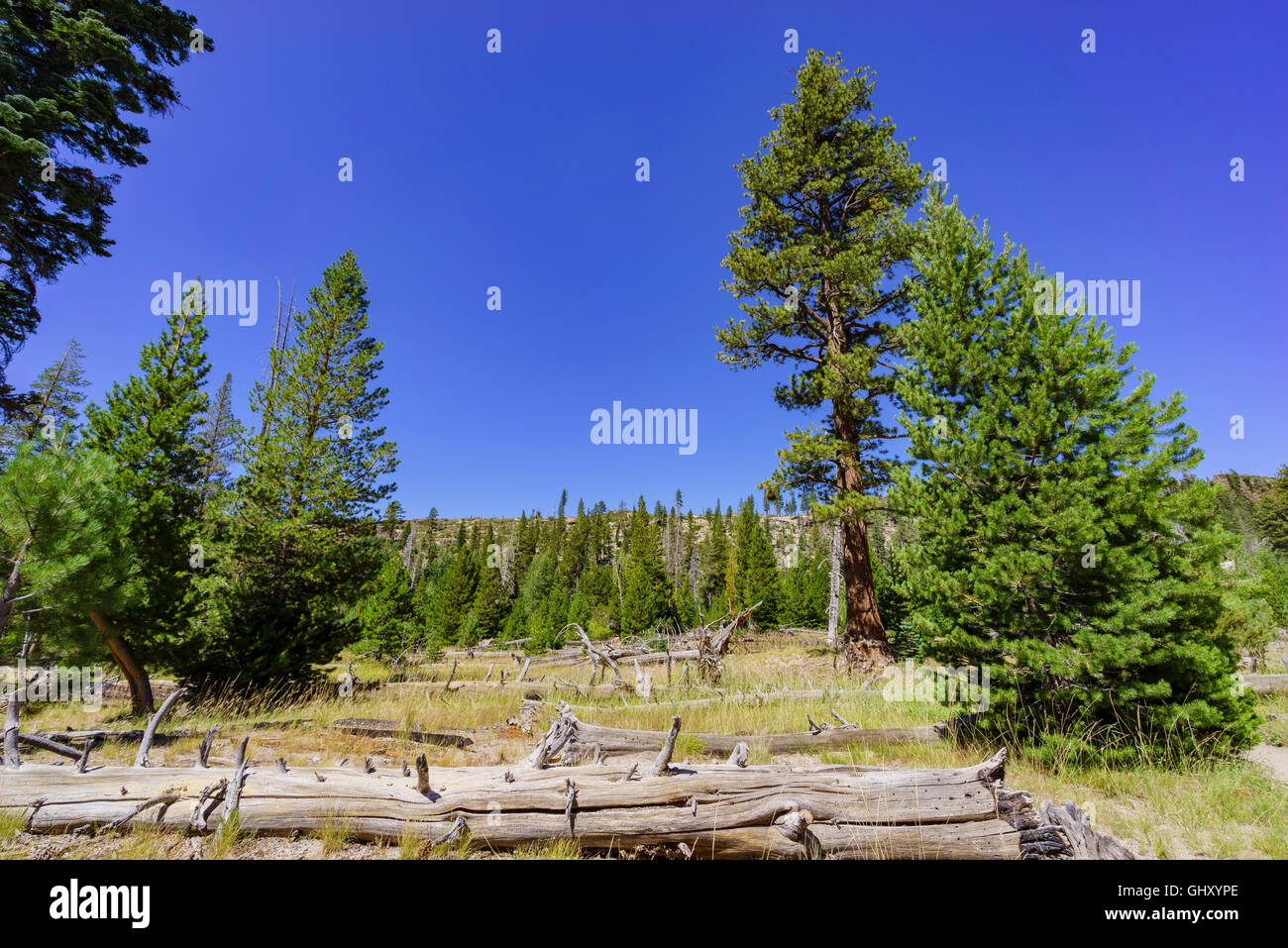 Beautiful landscape with many trees in Devils Postpile National ...