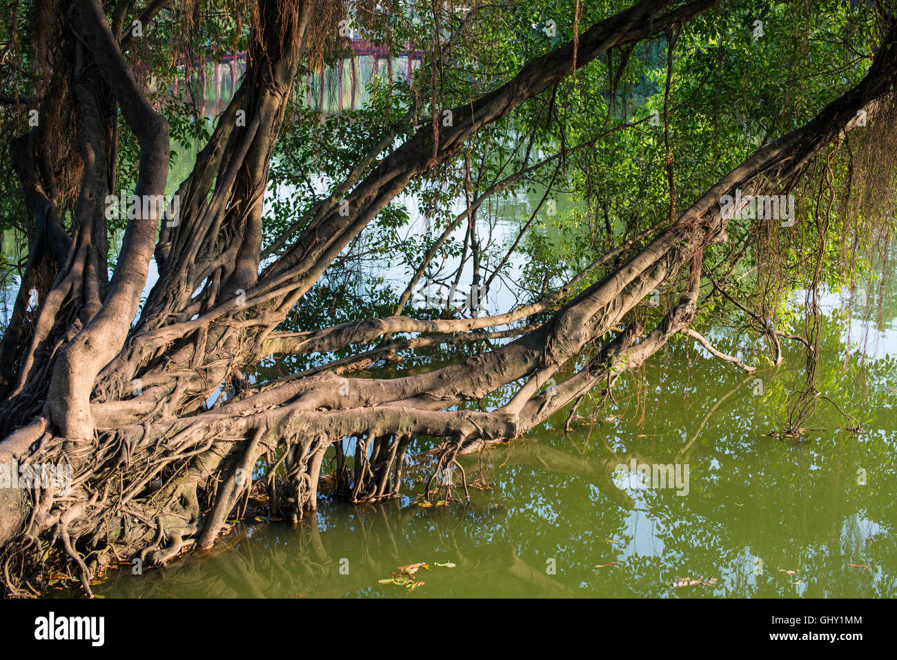 Tree roots, Hanoi Stock Photo - Alamy