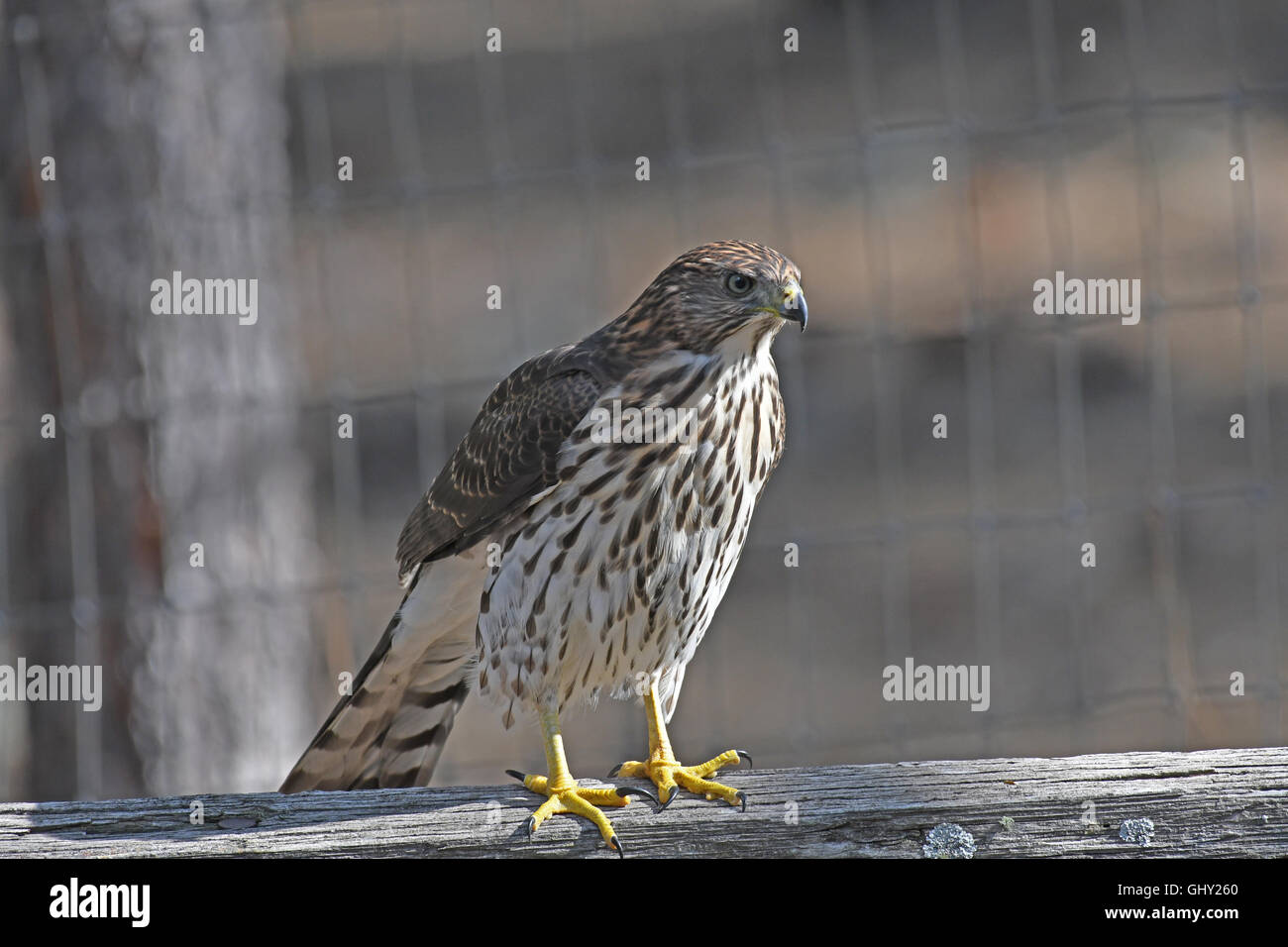 Cooper's hawk standing on split rail fence Stock Photo