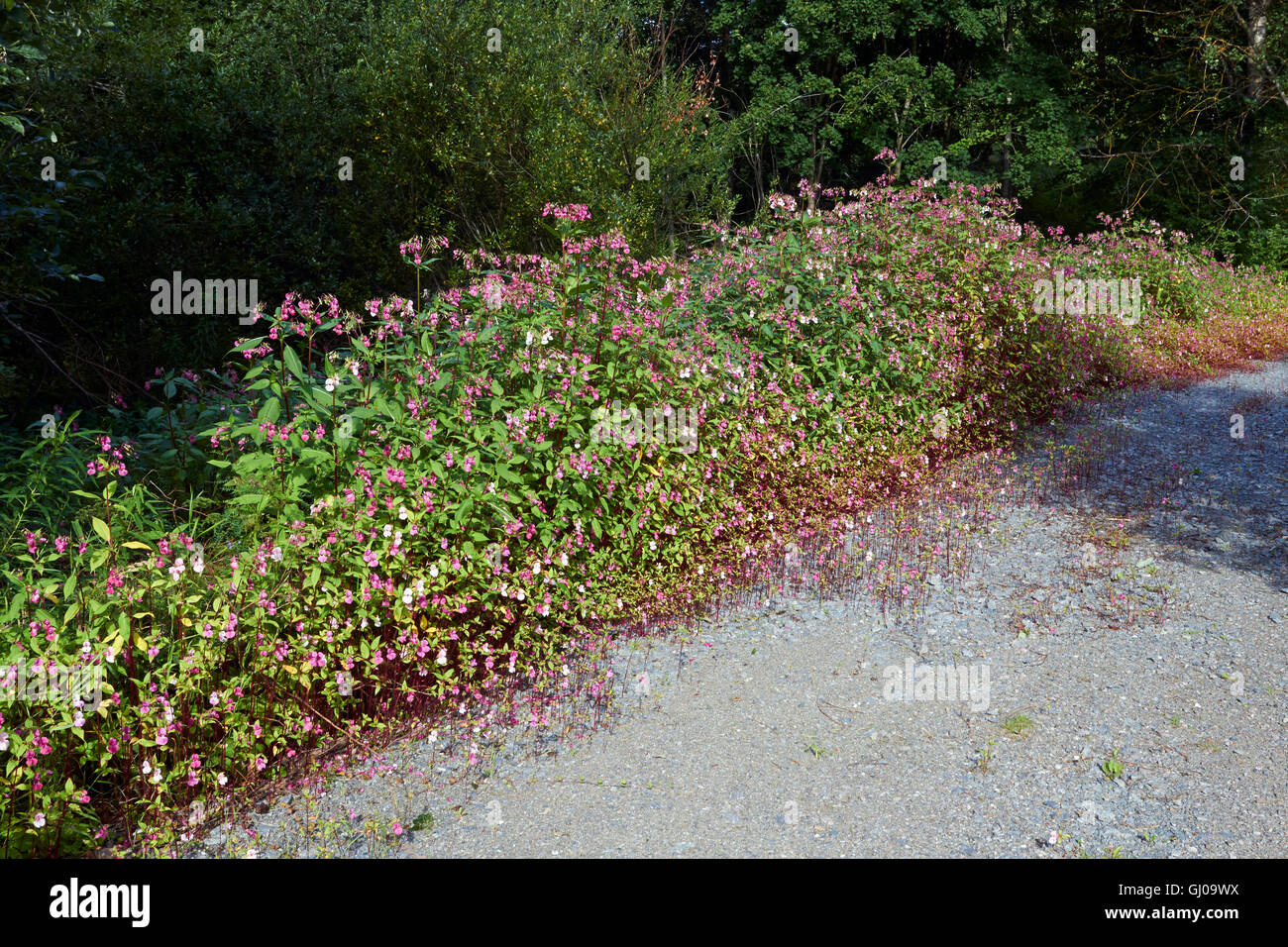 Impatiens glandulifera, Himalayan Balsam flowers Stock Photo