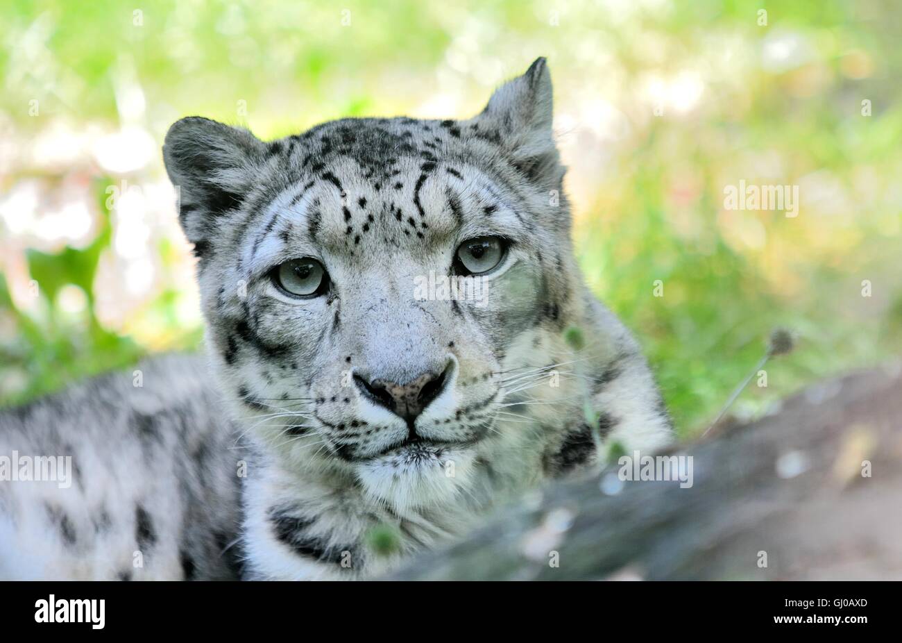 Closeup portrait of lying snow leopard (Uncia Uncia). He lives in mountain in central Asia. Stock Photo