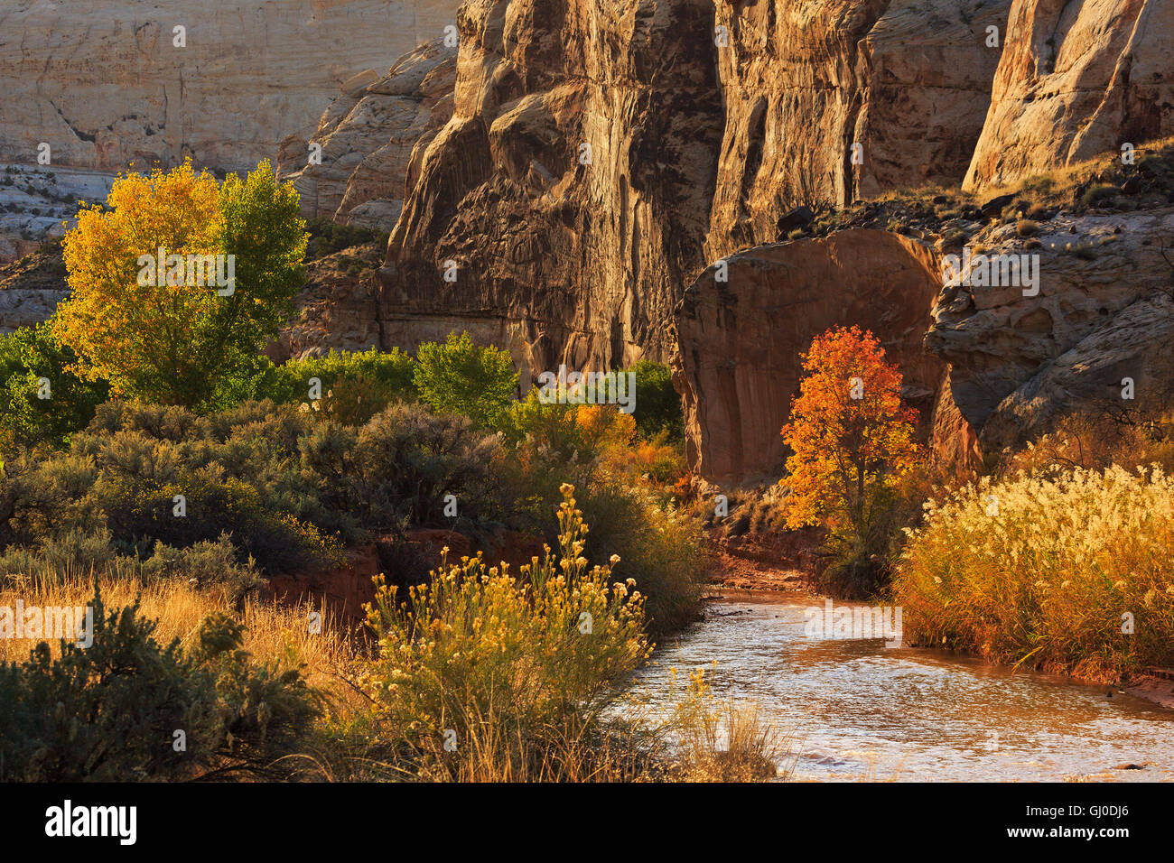 Betasten pepermunt Verdorren The late-afternoon sun backlights the fall colors along the Fremont River  in Capitol Reef National Park near Torrey Utah Stock Photo - Alamy